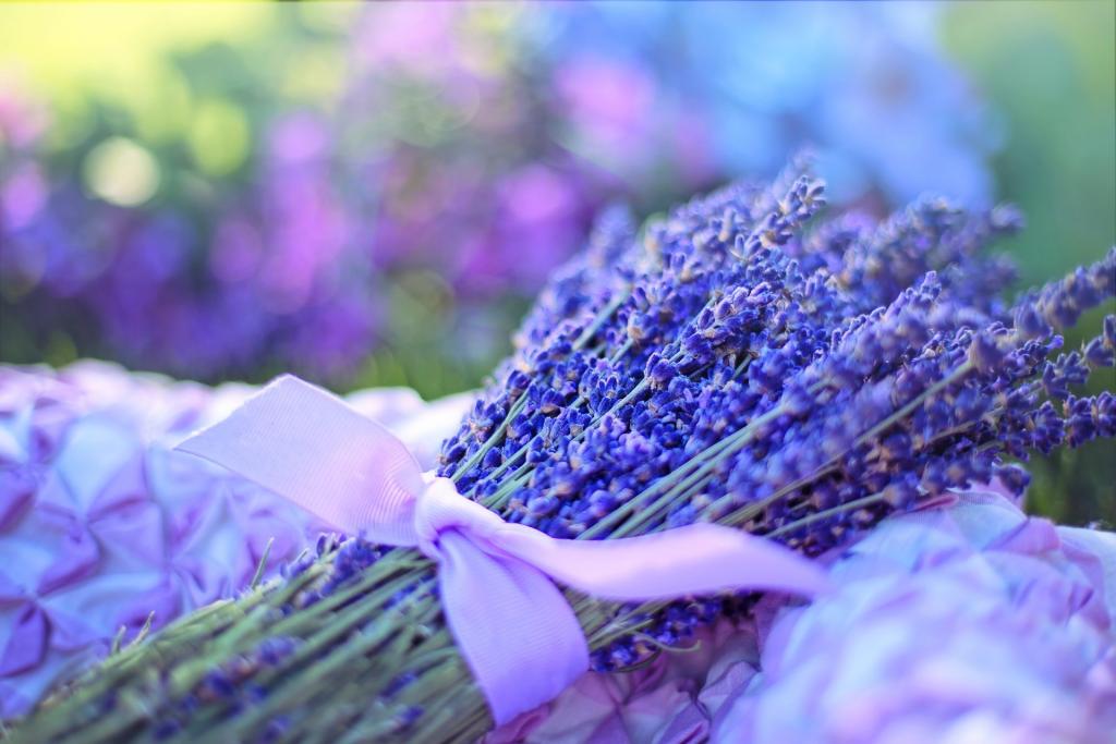 hoa oai huong lavender minh chan tuong 1