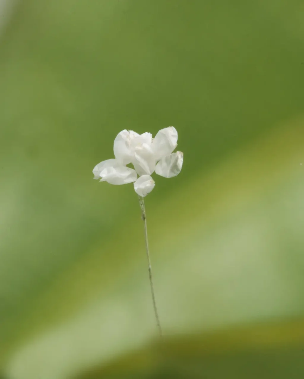 Hoa ưu đàm