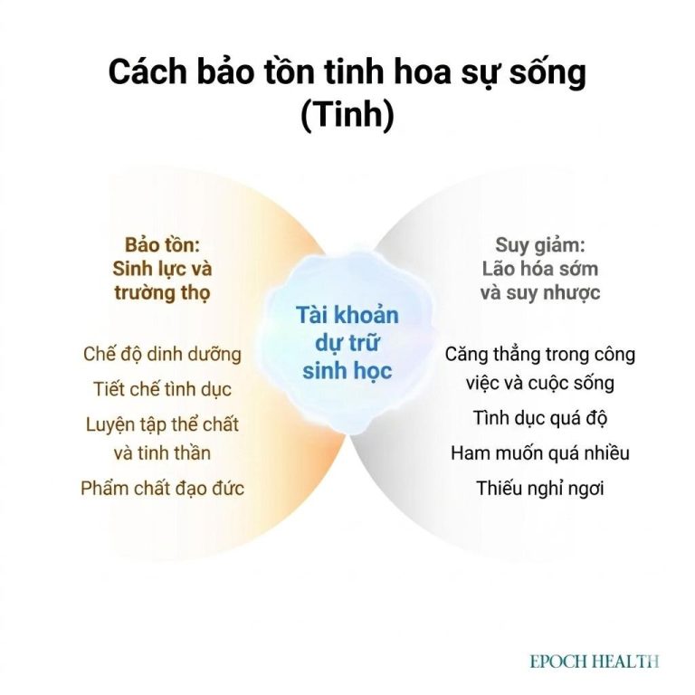 Bảo vệ nguồn sinh lực của cơ thể để khỏe mạnh và trường thọ 3 nguon sinh luc minh chan tuong2