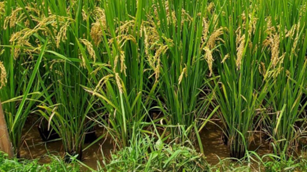 dam choi nay loc minh chan tuong2jpg